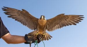 Travel Blogger Jennifer Eremeeva explores the ancient art of falconry.