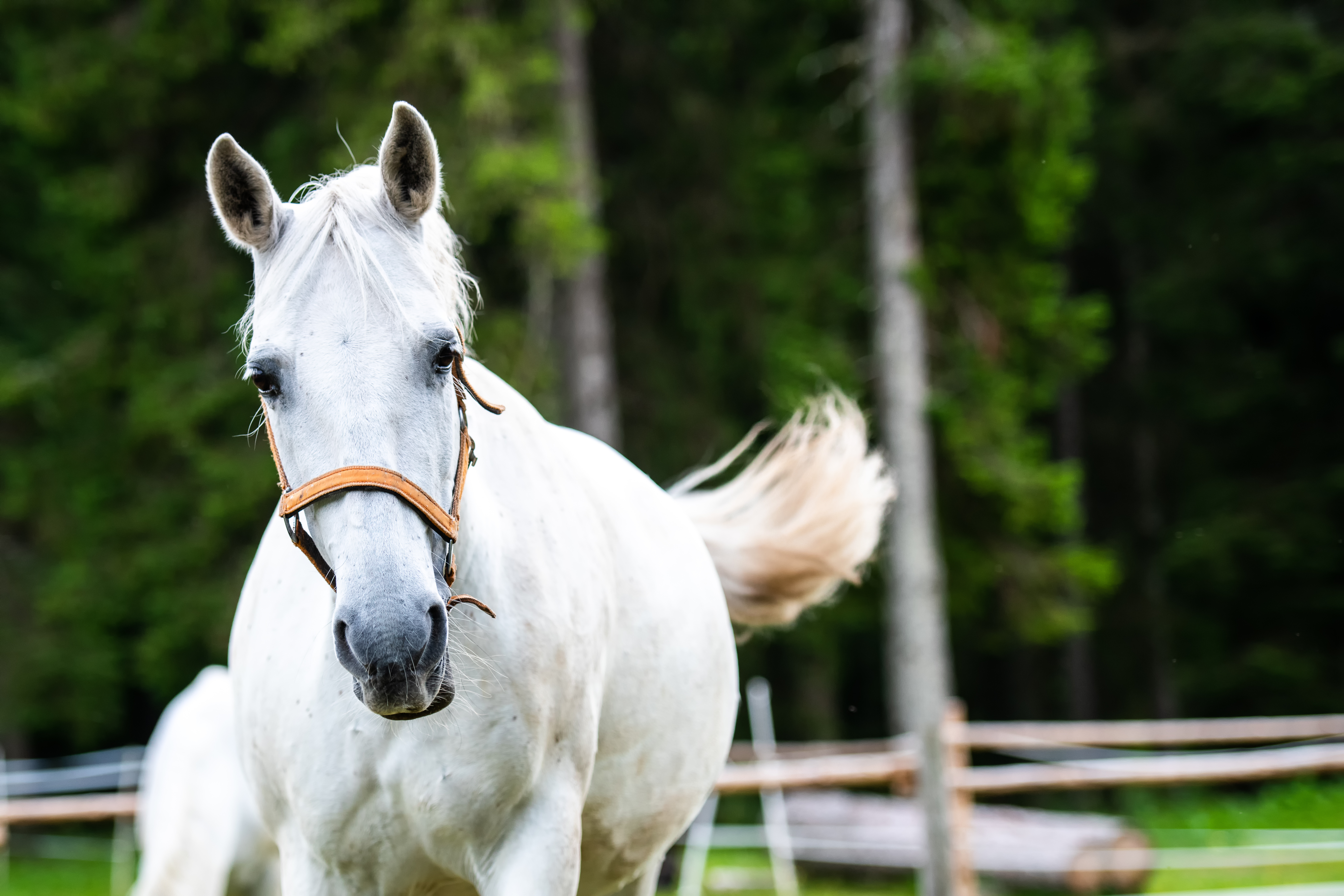 Visit Vienna’s Spanish Riding School with Travel Blogger Jennifer Eremeeva